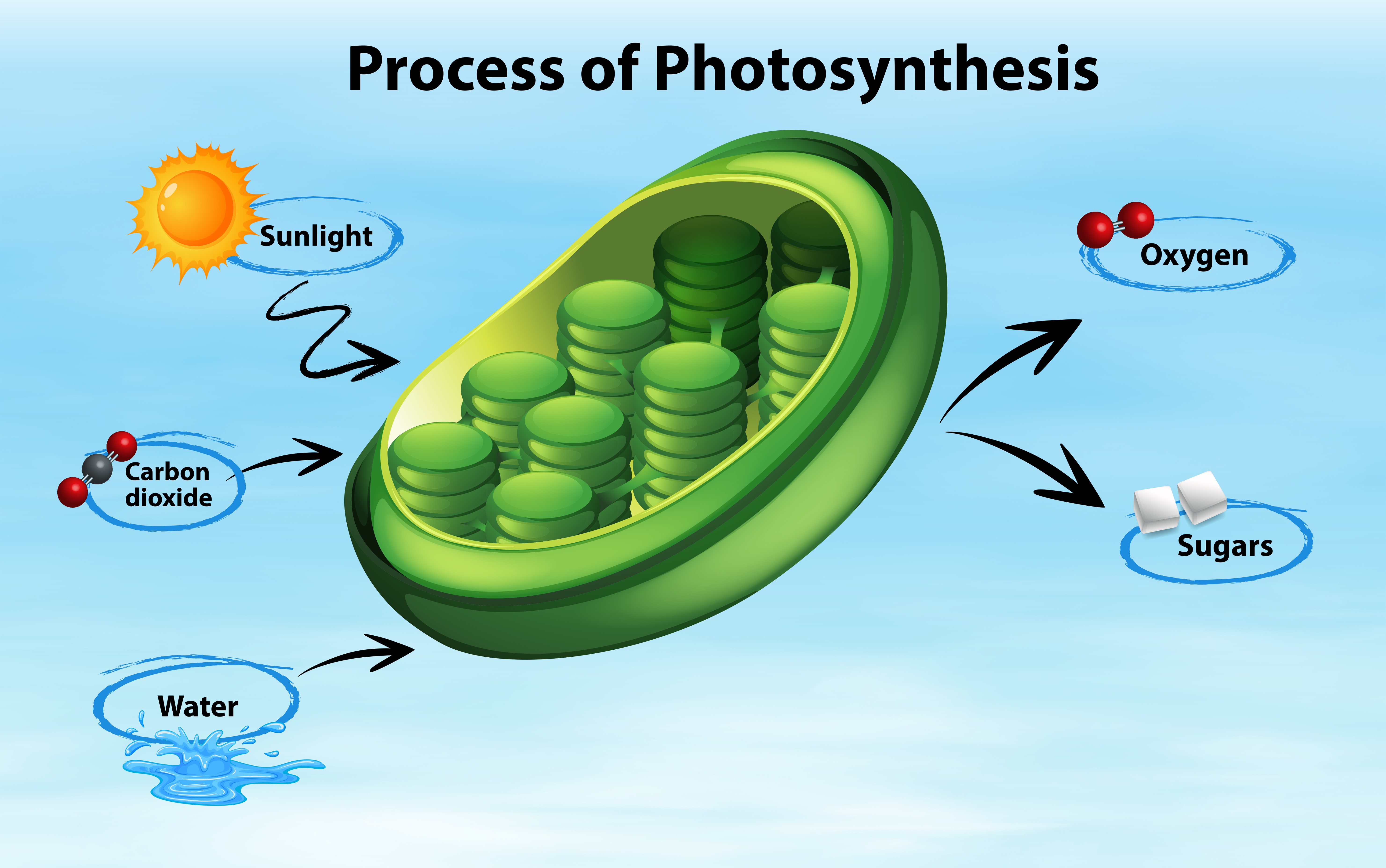 Saiba Mais Sobre A Fase Fotoqu mica Da Fotoss ntese AgriScience O Saiba Mais Sobre A Fase Fotoqu mica Da Fotoss ntese AgriScience O